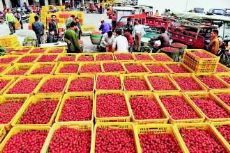 探尋國內大型水果批發市場 分布、特色與交通指南